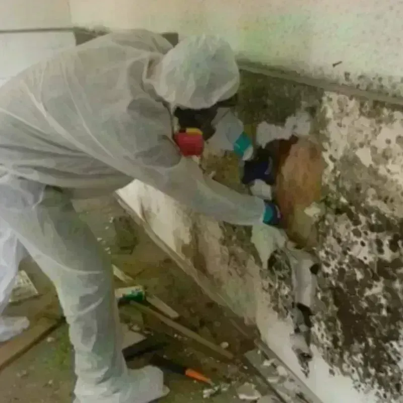 Mold Remediation and Removal in Brooktrails, CA